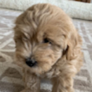 Meet your Posher, Lillie